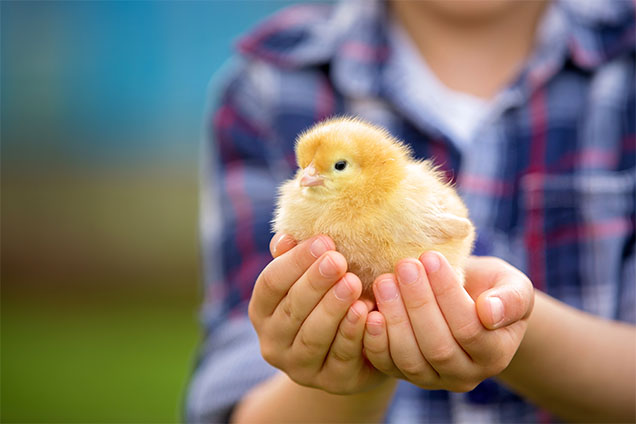 animal welfare concerns with chicken hatching programs
